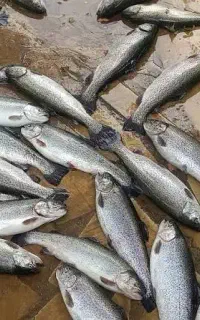 ماهی قزل آلا ویژه(مجموعه پرورشی انواع ماهی)