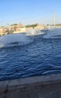 نگهبان استخر