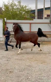 کشش اسب دره شوری تاج ۲