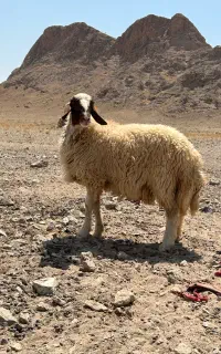 بره قوچی سنجابی