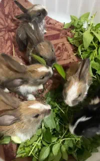 بچه خرگوش فاضل آباد