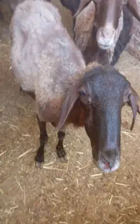 پونزده عدد میش