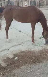 اسب ماده