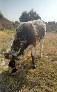 گاو