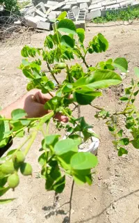 نهال گلدانی گردو و...