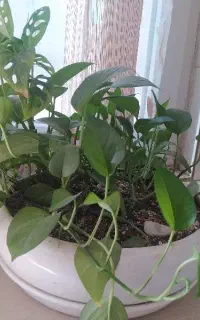 گل و گلدان