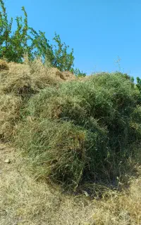 علوفه باغی بلیل