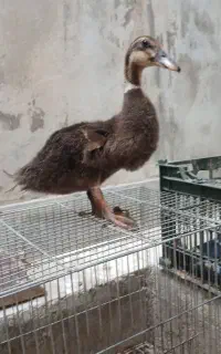 اردک