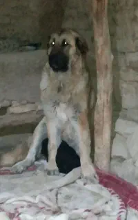 سگ لاس3سال فروشی