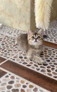 بریتیش بلک گلد دختر