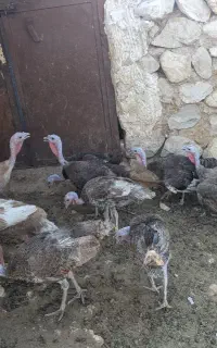 بوقلمون