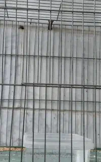 سهره سبز