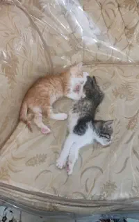 واگذاری بچه گربه خوشگل وملوس