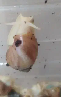 حلزون آچتینا