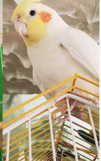 گمشده