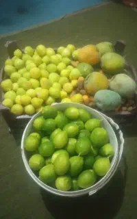 انبه لیمو رطب انجیر