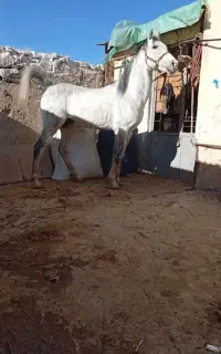 اسب نر