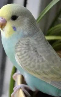 مرغ عشق گمشده