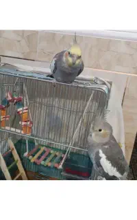 عروس هلندی گمشده خاکستری