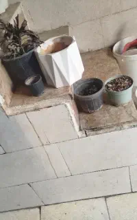 4تا گلدون که با خاکش هست