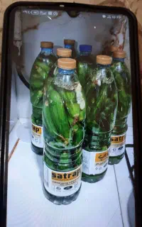 خیارششو تمیز خونگی به فروش میرسد