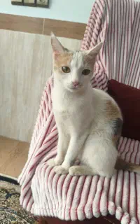 واگذاری گربه خانگی