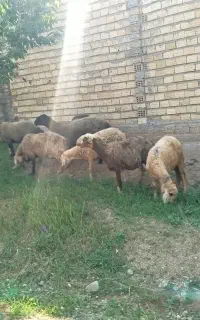 سلام میش شیرازی اصل
