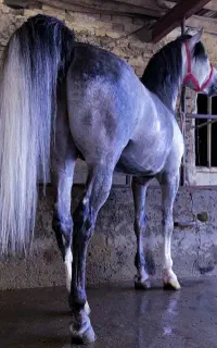 اسب نر