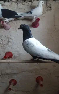 کفتر سار سینه سیاه