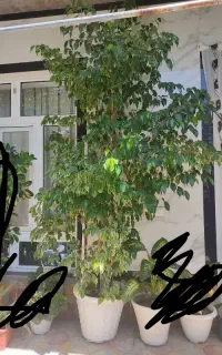 گل بنجامین بزرگ