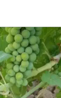 غوره فرخی درجه یک ۸۰هزار تومان