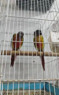 جفت گیرینچیک یلوساید اکستریم