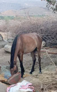 اسب فروشی