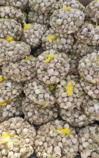 سیر فروشی بذری