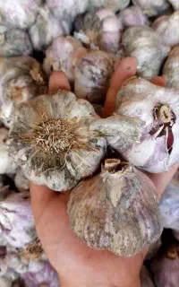 سیر فروشی