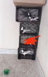 کفتر توقی طوقی