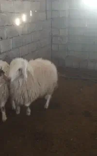 چوپان