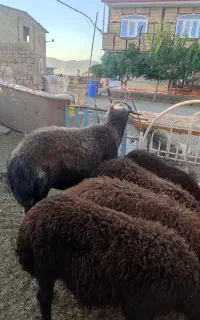 قوچ برای گلله تخمنوخ