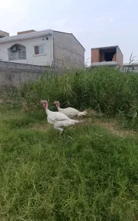 دو عدد بوقلمون گوشتی