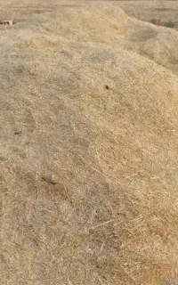 کاه نرم گندم