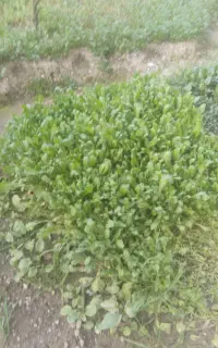 کشنده ماک