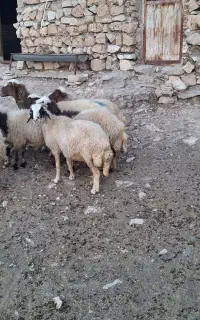 گوسفند