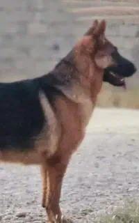 سگ‌ ژرمن. ماده از نژاد اصیل