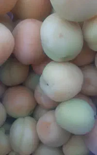 فروشندگی میوه