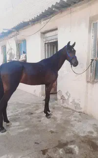 نریان خالص عرب