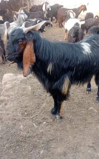 سارین دوخط دورگه