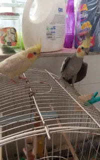 عروس هلندی نر و ماده