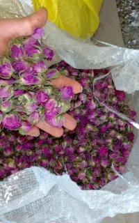گل محمدی