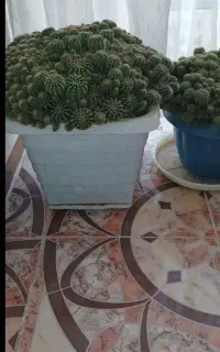 گلدان کاکتوس بزرگ