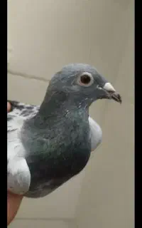 کفتر ارزون